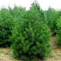 山西白皮松，營養(yǎng)杯油松，側(cè)柏，國槐5.6.7.8公分，臭椿，柳樹，