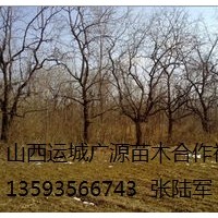 棗樹出售、6、7、8公分棗樹、貨源充足價格優(yōu)惠