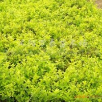 供應(yīng)金葉女貞、小葉女貞、金森女貞、紅葉小檗