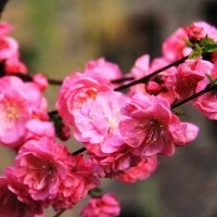 供應(yīng)榆葉梅、珍珠梅、金絲梅、紅葉桃、碧桃