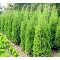 供應(yīng)塔柏、龍柏、蜀檜、北京檜、灑金柏、鋪地柏