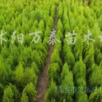 供應(yīng)塔柏、龍柏、蜀檜、北京檜、灑金柏、鋪地柏
