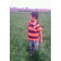 常年低價出售樟子松苗，15公分---1米，樟子松裸根苗