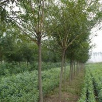 供應(yīng)各種規(guī)格的國槐，欒樹，白蠟，法桐等綠化苗木！