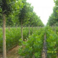 4公分速生國槐價格