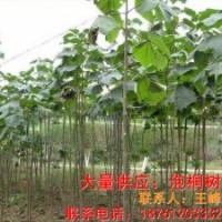 供應泡桐樹苗 泡桐樹小苗的價格 泡桐樹苗木的批發(fā)