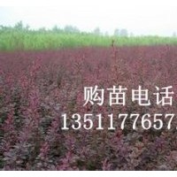 供應(yīng)：紅葉小檗、金葉女貞，紅楓、紅瑞木