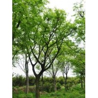 大量供應(yīng)30、35、40公分樸樹