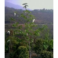 四川雷波縣五里花木場惠供綠化樹