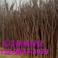 北京市國(guó)槐為什么大受歡迎