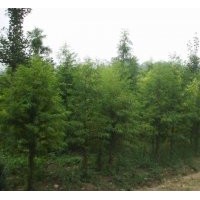 鹽城中山杉，江蘇鹽城中山杉