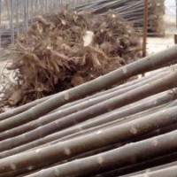 供應(yīng)2-26公分泡桐（梧桐)量大