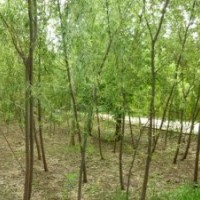 苗圃出售16公分17公分18公分國槐