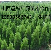 蜀儈出售、2-3米以上大量蜀儈、貨源充足、價格優(yōu)惠