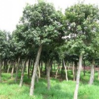 楊梅苗，楊梅樹苗，移栽楊梅樹，湖南楊梅價格