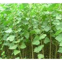 山東三倍體毛白楊經(jīng)銷商哪家口碑好