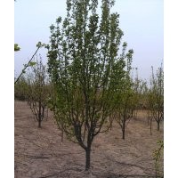 供應精品八棱海棠樹