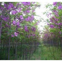 香花槐出售、2、3公分以上低價香花槐優(yōu)惠供應(yīng)
