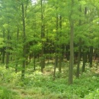 水杉樹(shù)信息