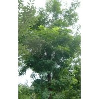 大量供應(yīng)山貨8-15cm【刺槐] 2m以上油松