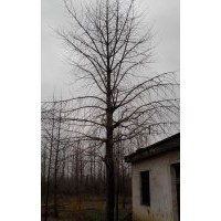 長期供應35公分銀杏實生樹