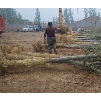 1-20法桐。速生法桐。造型法桐。白蠟，國(guó)槐，大葉女貞。速生白蠟