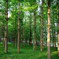 水杉價格 水杉樹基地