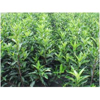 海桐球、毛葉丁香、萬年青（大葉黃楊）、金葉女貞、紅花繼木