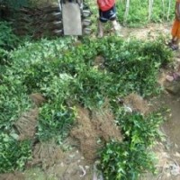 小苗銷售：大葉黃楊，冬青，黃楊，小葉黃楊，