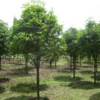 貴州天竺桂，貴州4-12公分天竺桂，貴州天竺桂價(jià)格