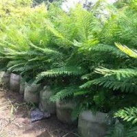 貴州藍(lán)花楹，貴州藍(lán)花楹價(jià)格，四川藍(lán)花楹