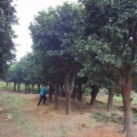 35公分香泡樹 40公分香泡樹 50公分骨架香泡價格