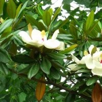 25公分荷花玉蘭 32公分廣玉蘭 35公分骨架廣玉蘭