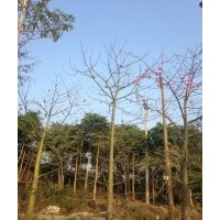 美麗異木棉供應(yīng) 靚貨