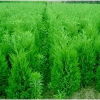 大量出售:檜柏，蜀檜，塔柏，龍柏