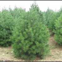 白皮松是優(yōu)質(zhì)可靠的松樹(shù)產(chǎn)品