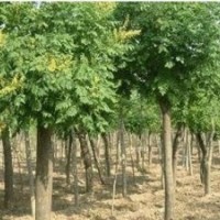 北欒樹(shù)和南欒樹(shù)的差別和差異