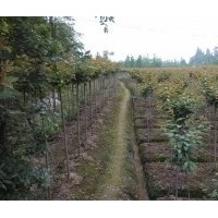 四川櫻花基地|四川晚櫻基地|晚櫻批發(fā)基地|櫻花基地|