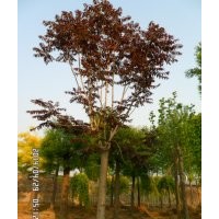 紅葉椿.紅葉臭椿.山東紅葉椿