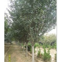 法桐，國(guó)槐，櫻花，海棠，北美海棠，