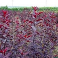 常年供應(yīng)各種苗木，有需要者請與我們聯(lián)系。