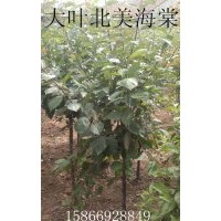 北美海棠，垂絲海棠，西府海棠，亞當(dāng)海棠