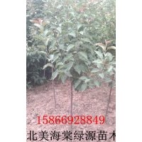 供應(yīng)2至7公分開心果海棠