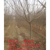 山東櫻花基地|青島櫻花小苗|山東青島櫻花 - 青島櫻花小苗、