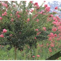 2-4公分紅花紫薇