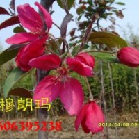 櫻花苗木繁育基地，北美海棠珠穆朗瑪