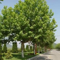 北方哪里有賣大法桐的@@@保定法桐基地