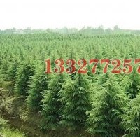 三角楓苗木價(jià)格，三角楓價(jià)格