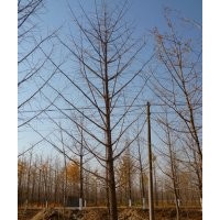 供應(yīng)精品銀杏樹(shù)
