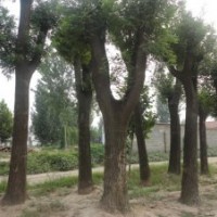 出售8-45公分皂角400棵 8-45公分國槐大量 大規(guī)格合歡 法桐